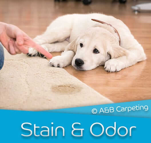 Pet Stain and Odor Removal - Brooklyn